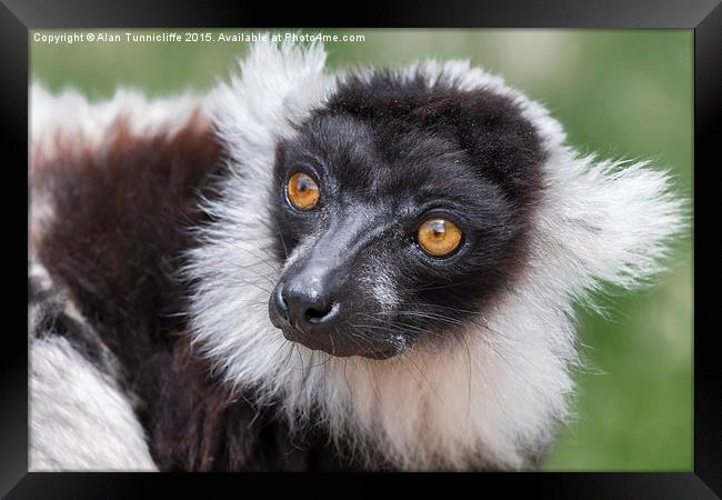  Ruffed Lemur Framed Print by Alan Tunnicliffe