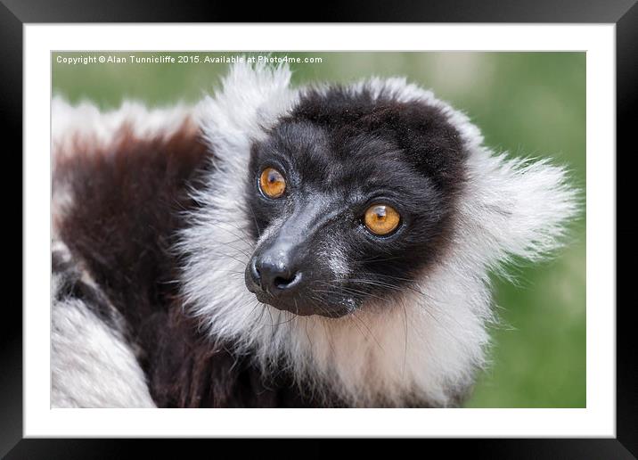  Ruffed Lemur Framed Mounted Print by Alan Tunnicliffe