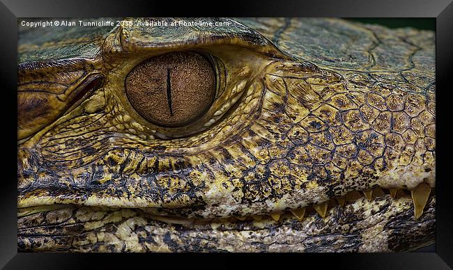  Caiman Alligator Framed Print by Alan Tunnicliffe