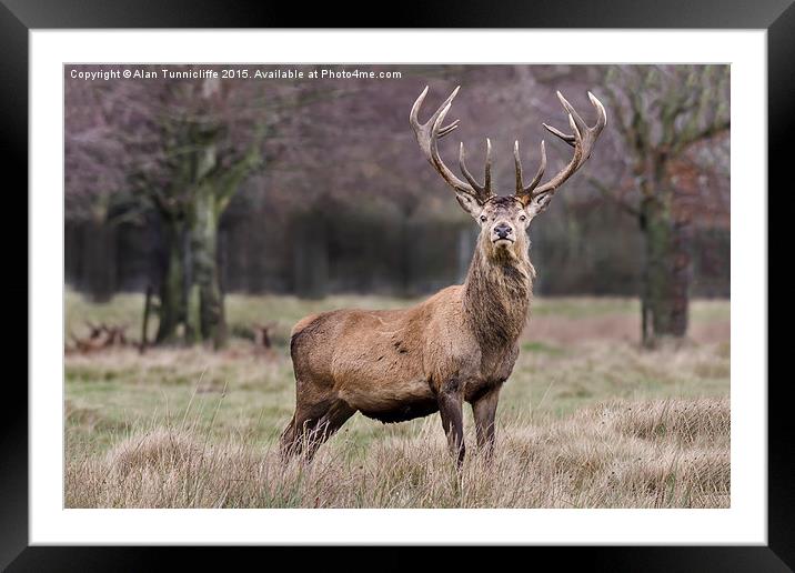  Red Deer Imperial Stag Framed Mounted Print by Alan Tunnicliffe