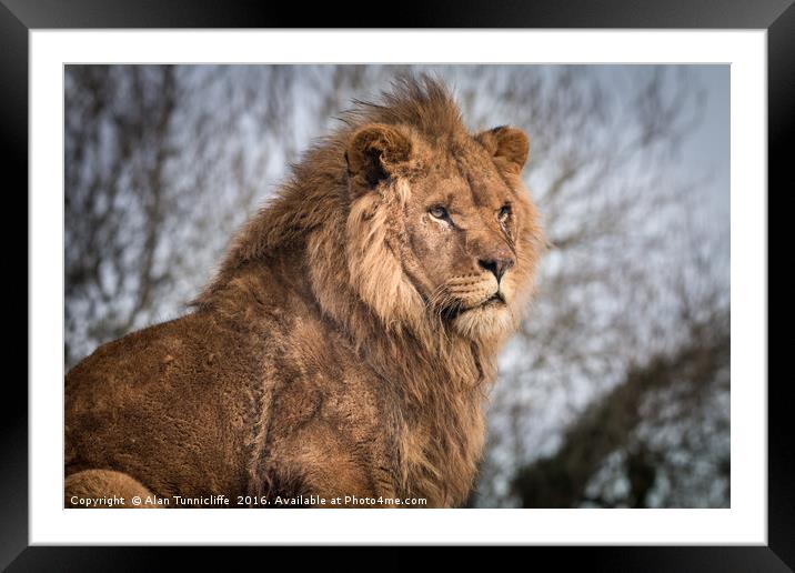 African Lion Framed Mounted Print by Alan Tunnicliffe