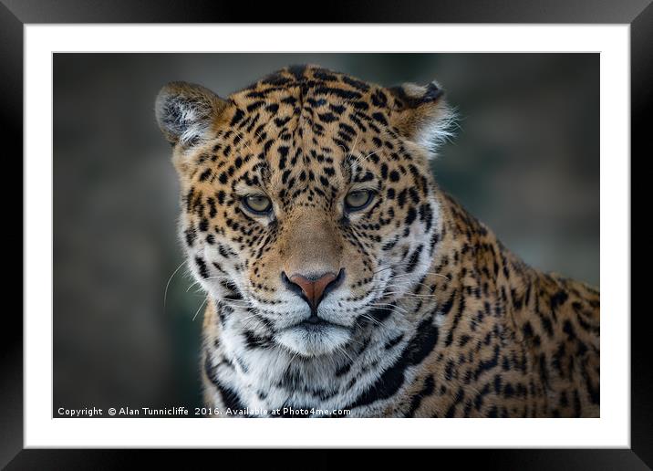Jaguar Portrait Framed Mounted Print by Alan Tunnicliffe