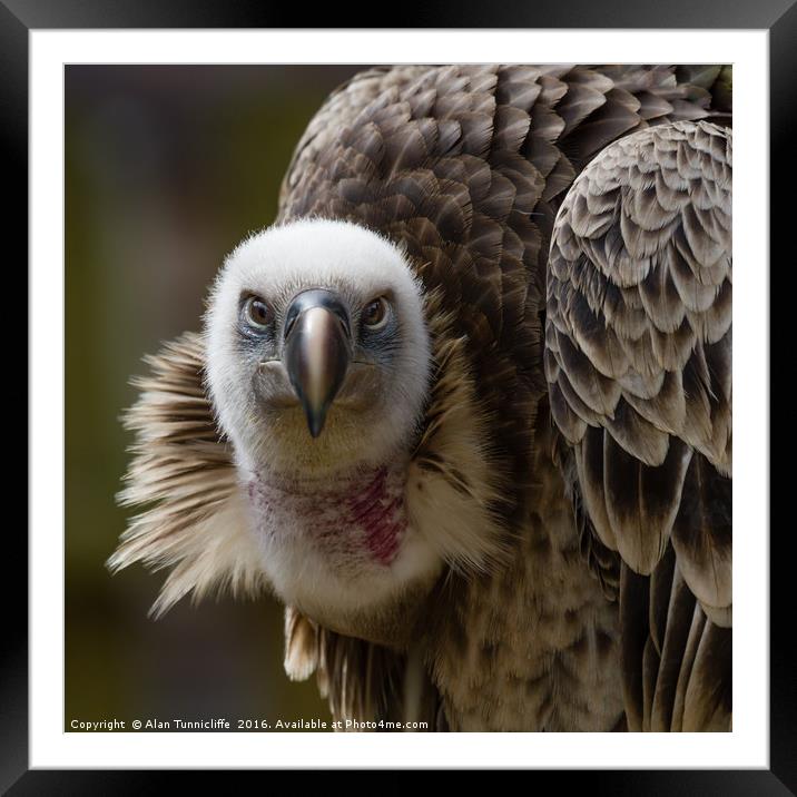 Griffon Vulture Framed Mounted Print by Alan Tunnicliffe