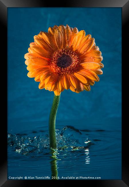 Water daisy Framed Print by Alan Tunnicliffe