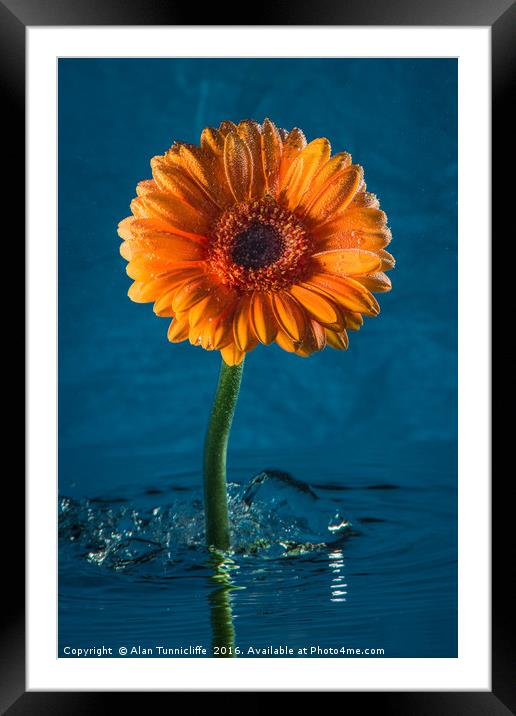 Water daisy Framed Mounted Print by Alan Tunnicliffe