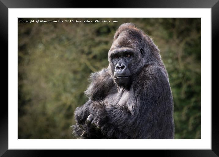 Silver back gorilla Framed Mounted Print by Alan Tunnicliffe