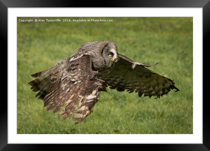 Great grey owl in flight Framed Mounted Print by Alan Tunnicliffe
