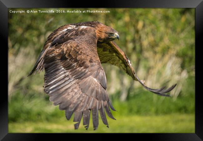 Red tailed hawk in flight Framed Print by Alan Tunnicliffe