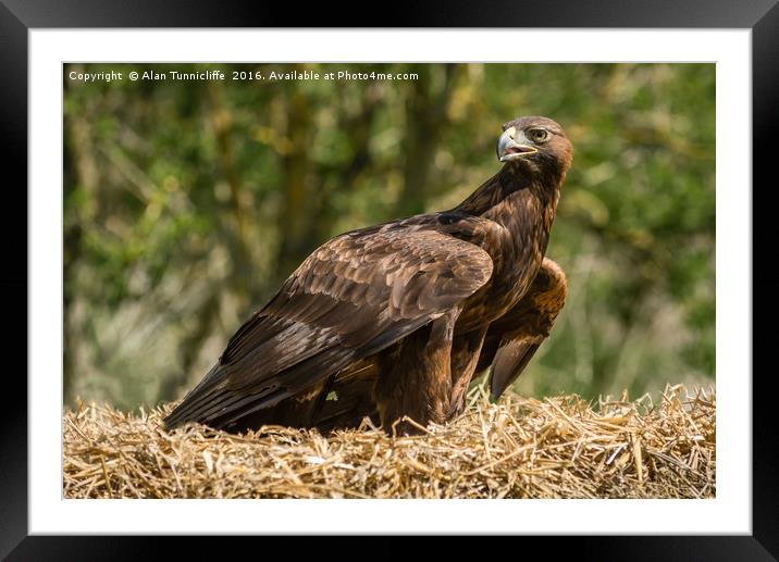 Golden Eagle Framed Mounted Print by Alan Tunnicliffe