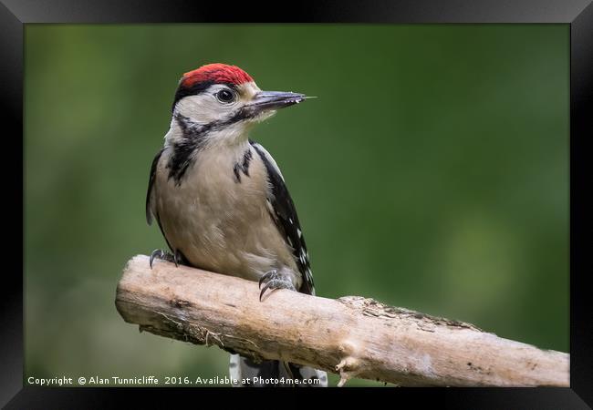 great spotted woodpecker  Framed Print by Alan Tunnicliffe