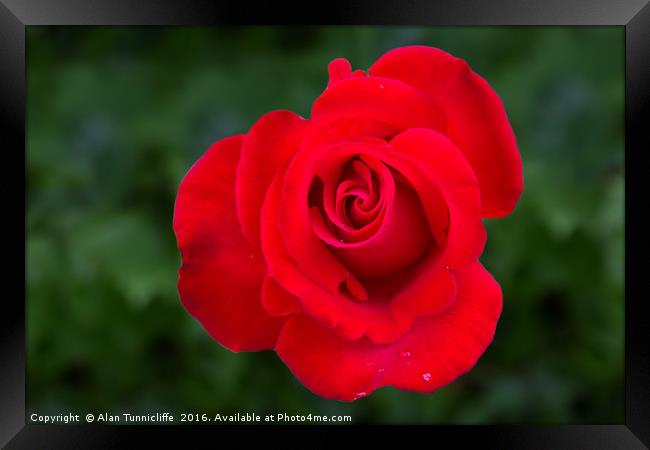 Red rose Framed Print by Alan Tunnicliffe