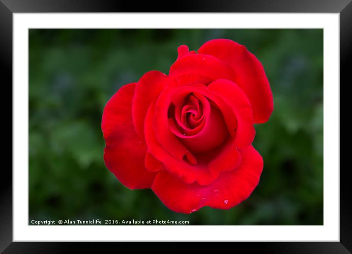 Red rose Framed Mounted Print by Alan Tunnicliffe