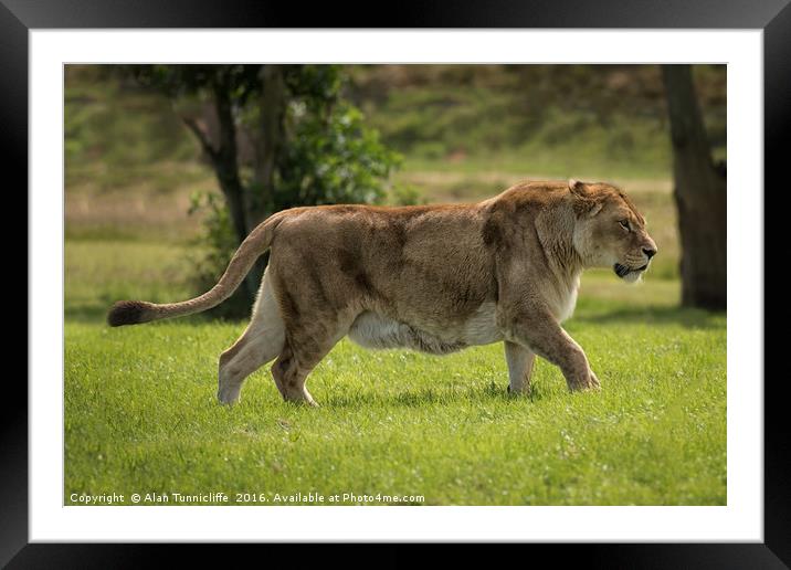 Lioness Framed Mounted Print by Alan Tunnicliffe