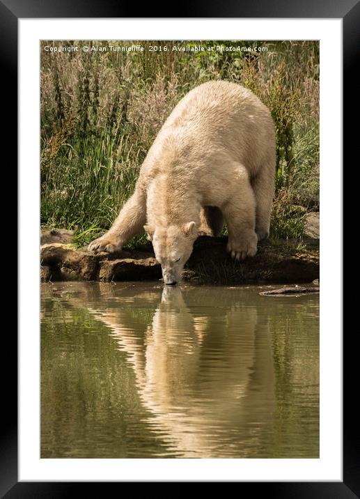Polar bear Framed Mounted Print by Alan Tunnicliffe