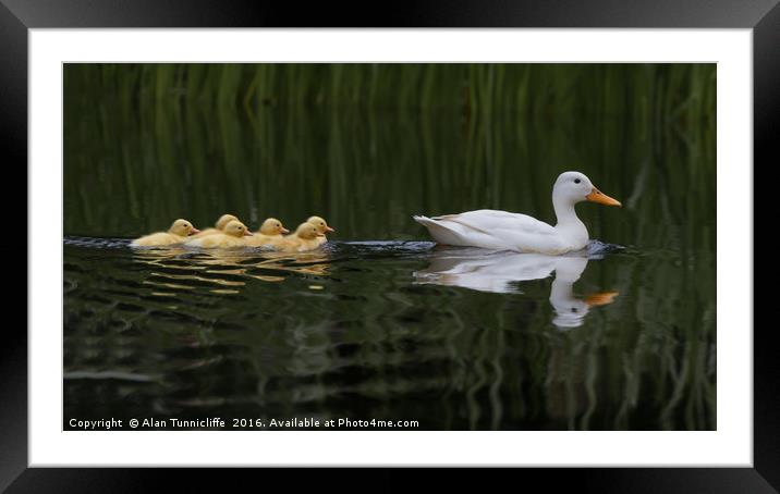 Follow me .......... Framed Mounted Print by Alan Tunnicliffe