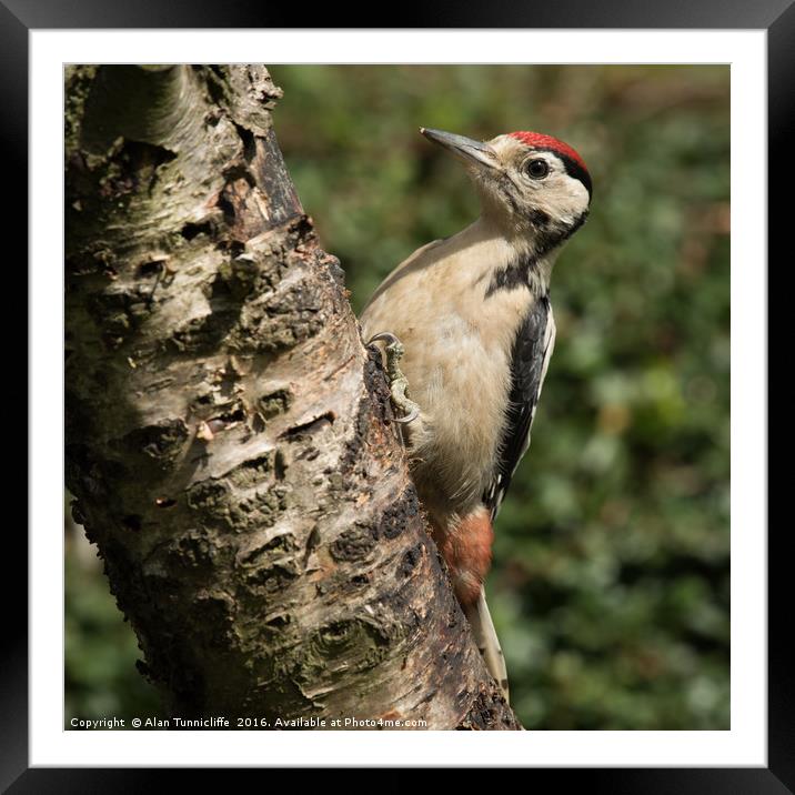 Great spotted woodpecker  Framed Mounted Print by Alan Tunnicliffe