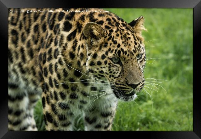 Leopard Framed Print by Alan Tunnicliffe