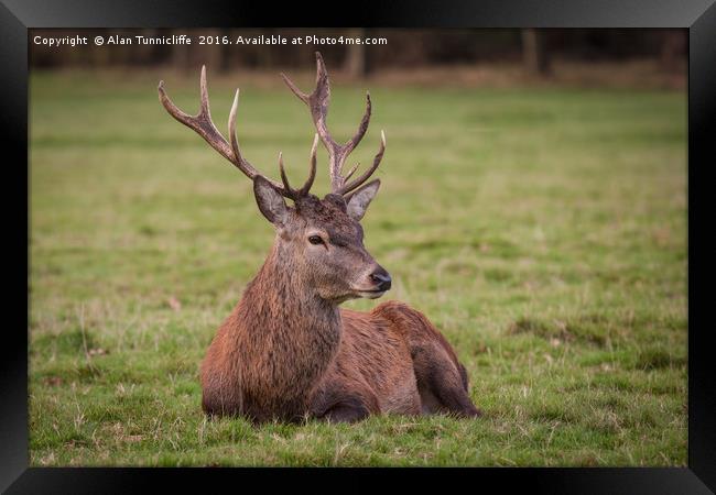 Red deer stag Framed Print by Alan Tunnicliffe