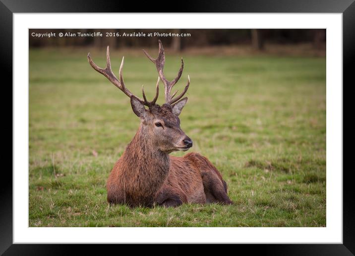 Red deer stag Framed Mounted Print by Alan Tunnicliffe