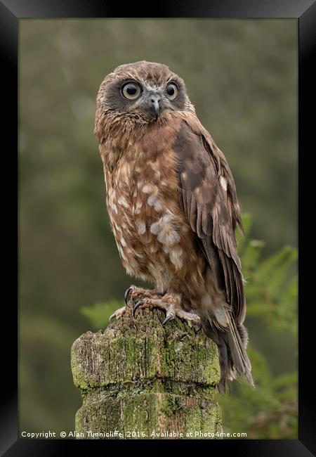 Boobook owl Framed Print by Alan Tunnicliffe