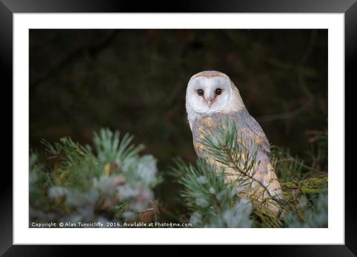Barn owl Framed Mounted Print by Alan Tunnicliffe