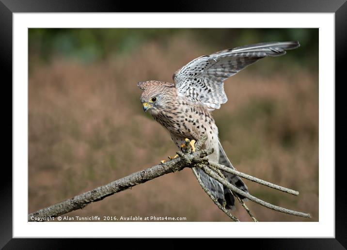 Kestrel Framed Mounted Print by Alan Tunnicliffe