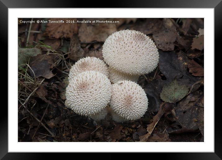 Common puffball Framed Mounted Print by Alan Tunnicliffe