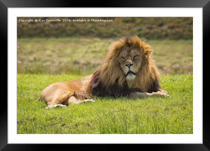 Lion Framed Mounted Print by Alan Tunnicliffe
