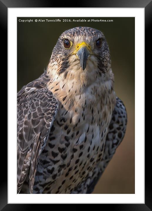 Hybrid falcon Framed Mounted Print by Alan Tunnicliffe