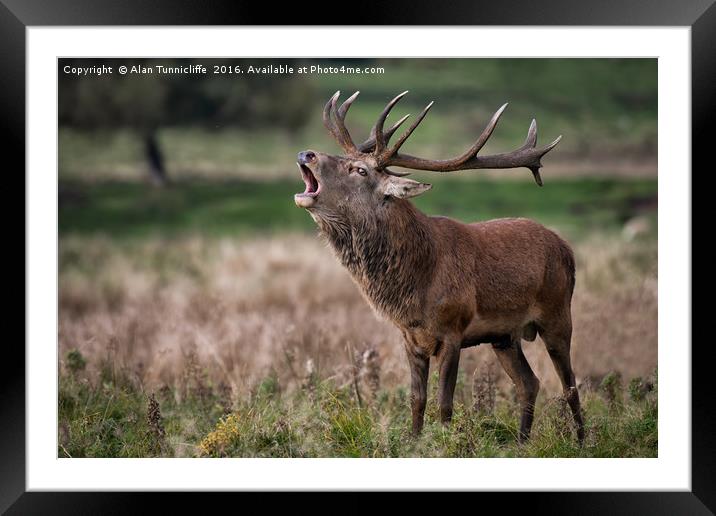 Royal red deer stag Framed Mounted Print by Alan Tunnicliffe