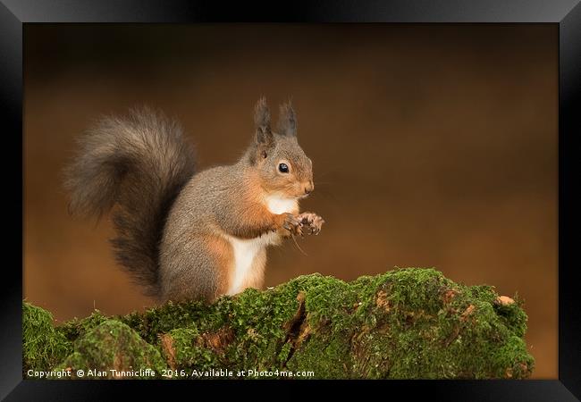 Red Squirrel portrait Framed Print by Alan Tunnicliffe