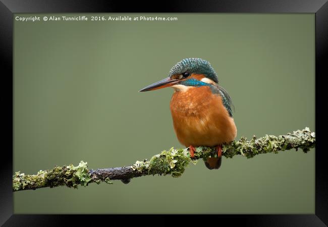 Female kingfisher Framed Print by Alan Tunnicliffe
