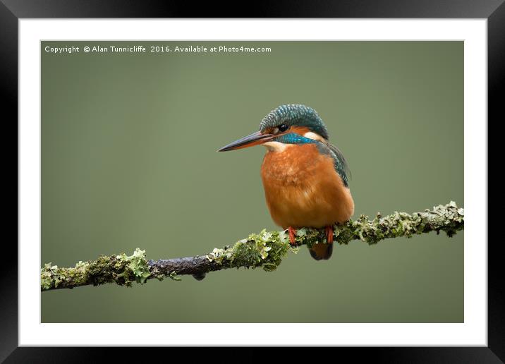Female kingfisher Framed Mounted Print by Alan Tunnicliffe