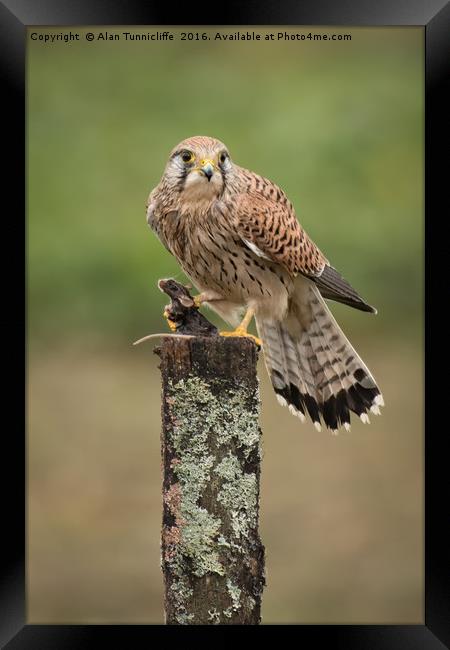 Kestrel with prey Framed Print by Alan Tunnicliffe