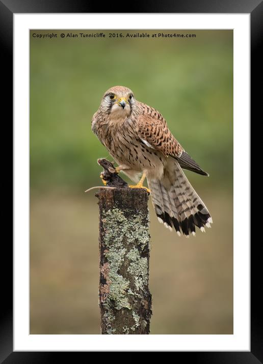 Kestrel with prey Framed Mounted Print by Alan Tunnicliffe