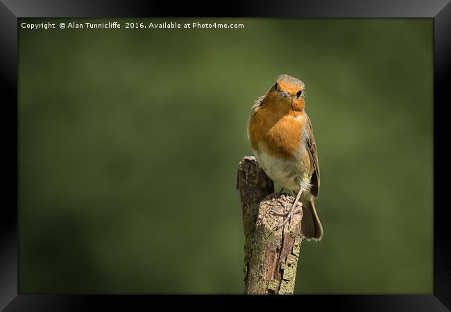 Robin on a post Framed Print by Alan Tunnicliffe