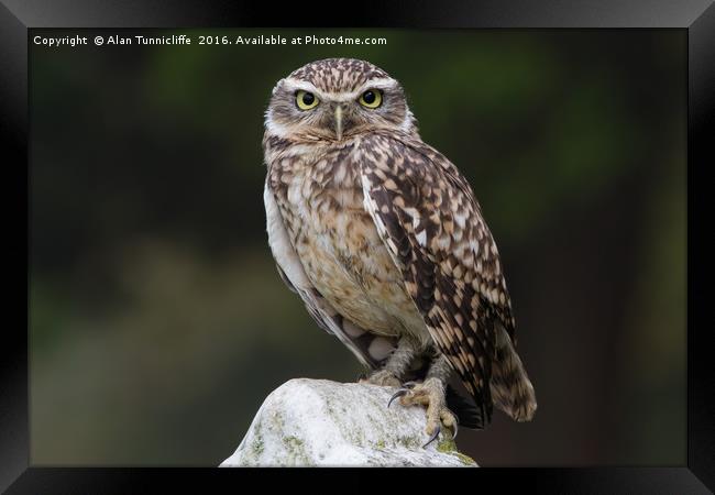 Little owl Framed Print by Alan Tunnicliffe