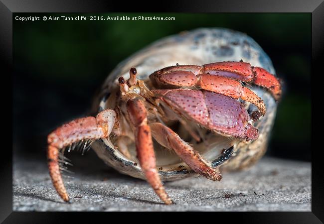 Hermit crab Framed Print by Alan Tunnicliffe