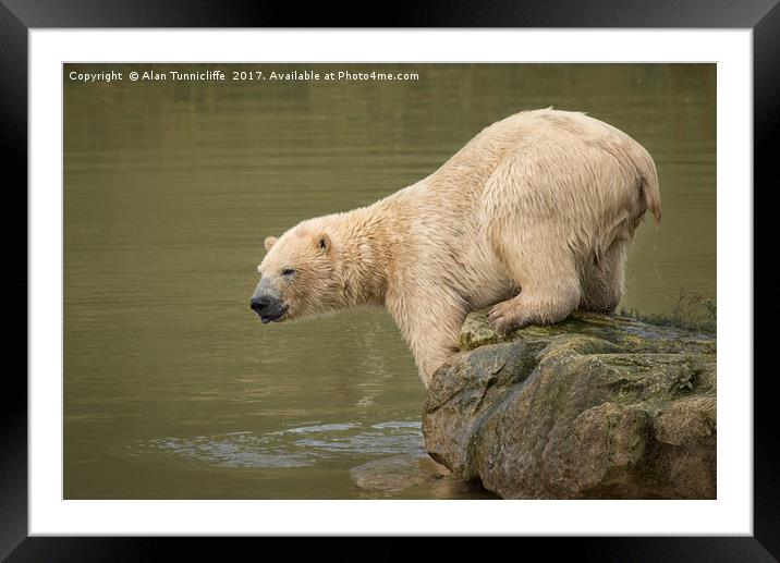 Polar bear Framed Mounted Print by Alan Tunnicliffe