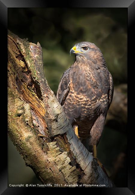 Common buzzard Framed Print by Alan Tunnicliffe