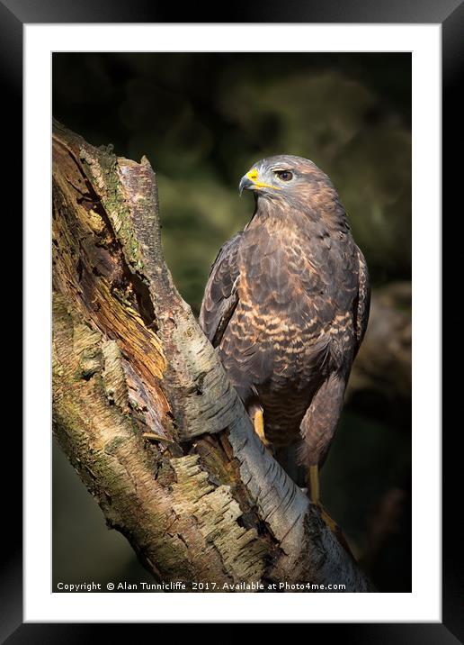 Common buzzard Framed Mounted Print by Alan Tunnicliffe