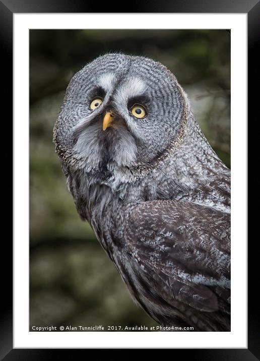 Great grey owl Framed Mounted Print by Alan Tunnicliffe