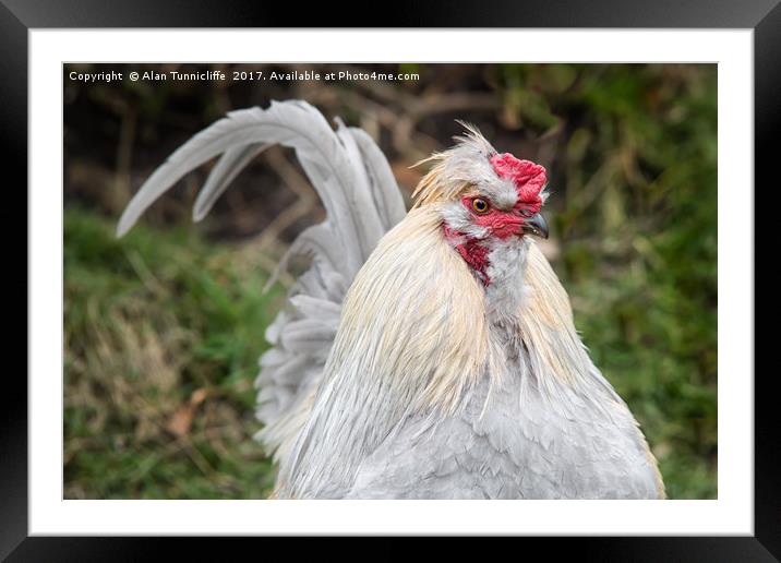 Cockerel Framed Mounted Print by Alan Tunnicliffe