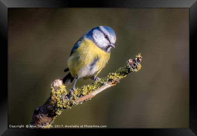 Blue tit Framed Print by Alan Tunnicliffe