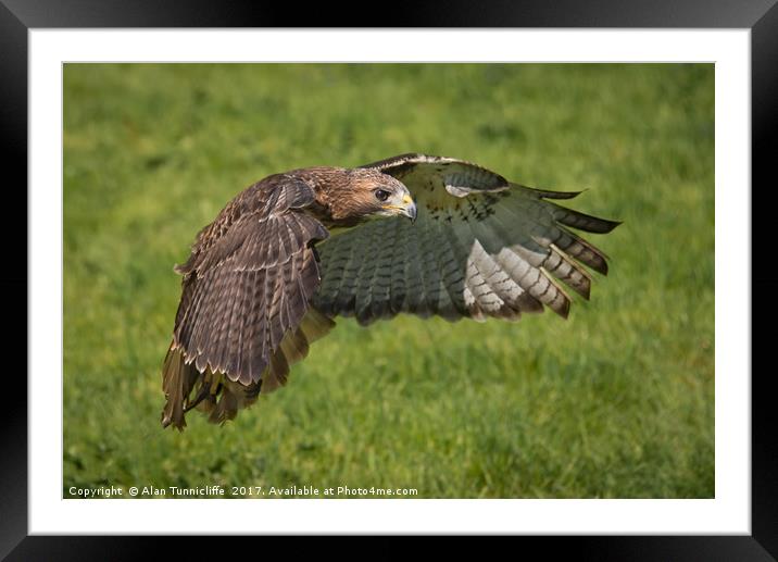 Red tailed hawk Framed Mounted Print by Alan Tunnicliffe