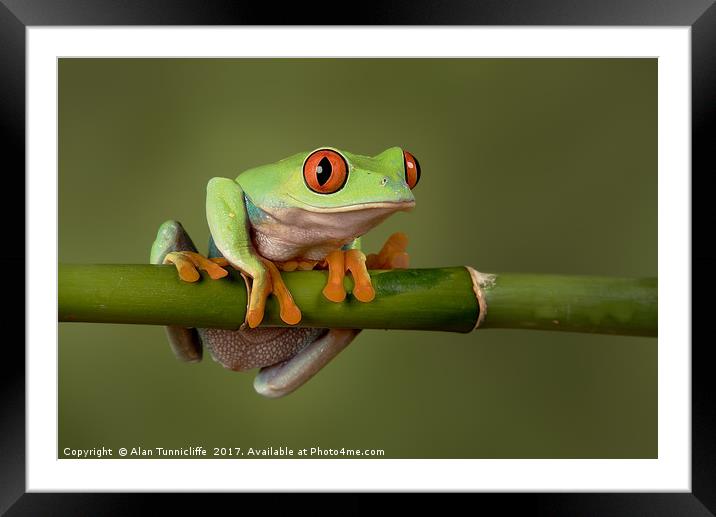 Tree frog Framed Mounted Print by Alan Tunnicliffe