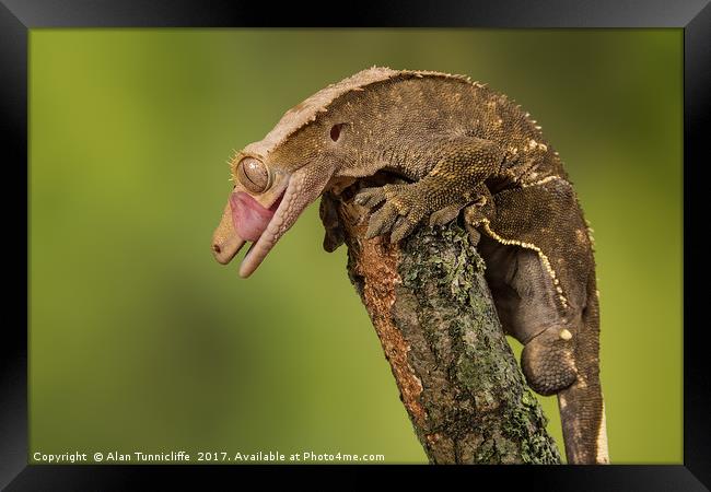 Gecko Framed Print by Alan Tunnicliffe