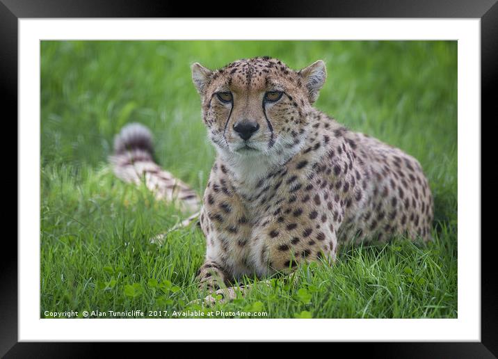 Cheetah Framed Mounted Print by Alan Tunnicliffe