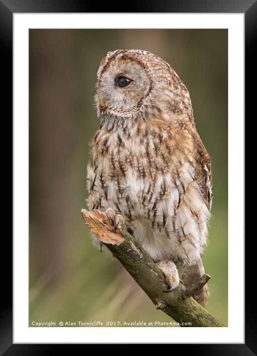 Tawny owl Framed Mounted Print by Alan Tunnicliffe