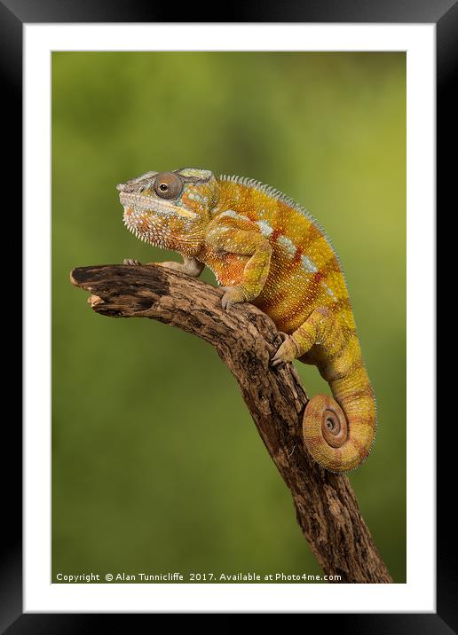 Panther chameleon Framed Mounted Print by Alan Tunnicliffe